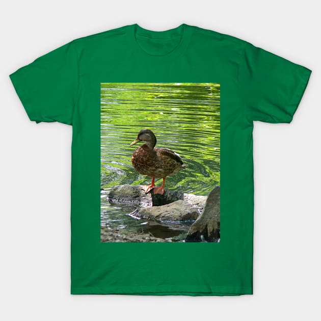 Birds - Duck on Rocks T-Shirt by SusanSavad